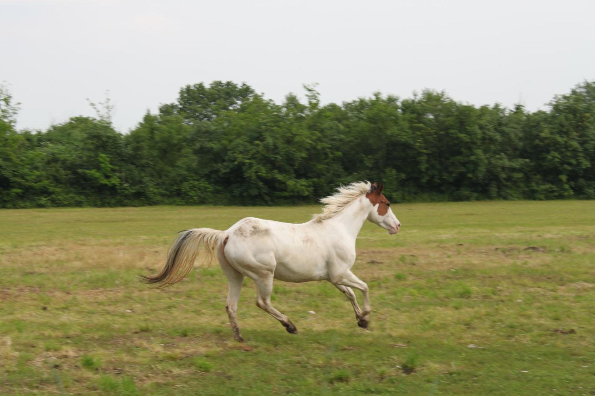 Al Ranch Bauernhof *