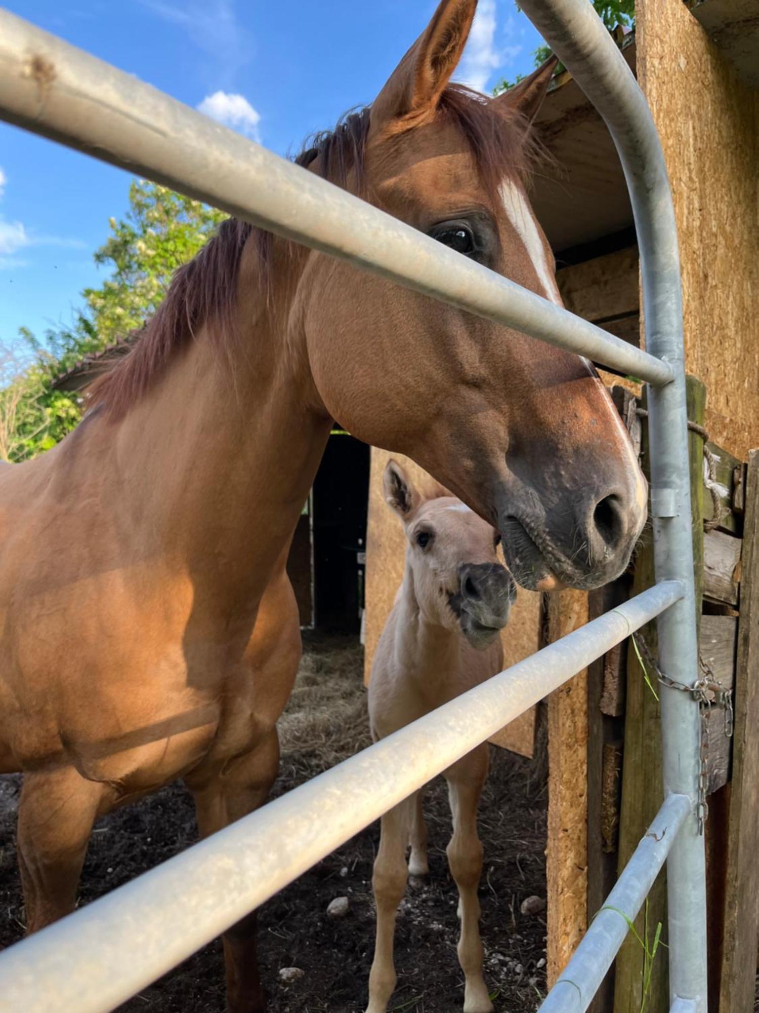 Bauernhof Al Ranch *